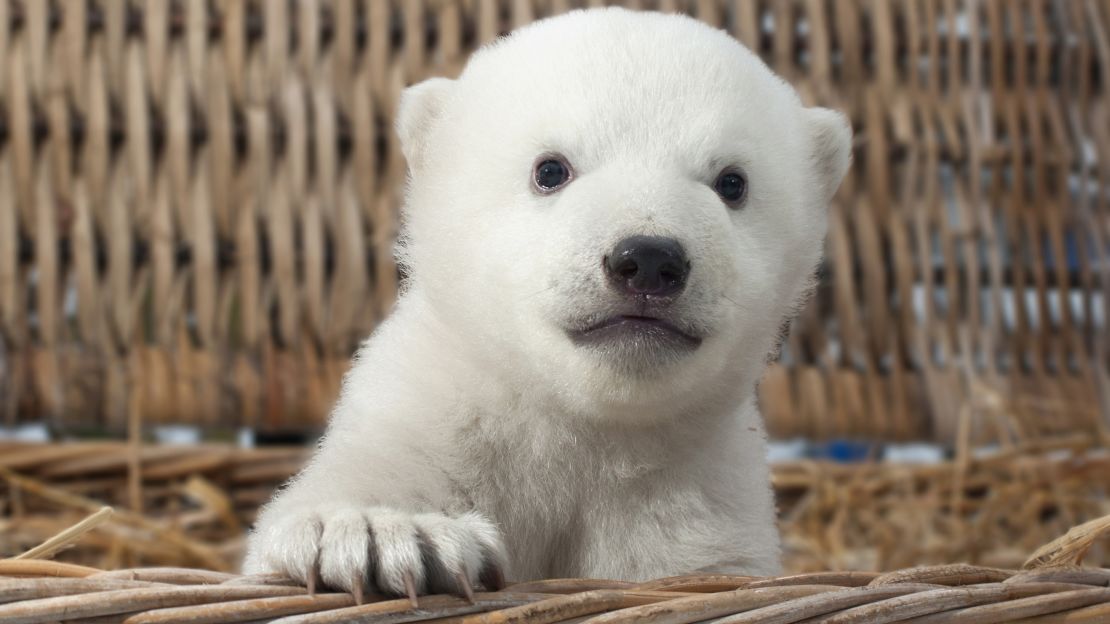 Knut's half-brother obviously got all of the "cute" genes.
