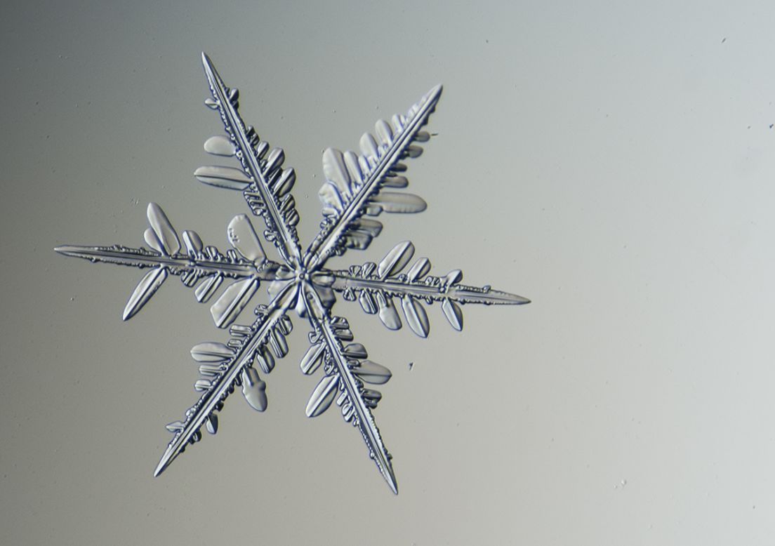 Atrapa los copos de nieve sobre un trozo de terciopelo negro y los coloca en una diapositiva de microscopio con una aguja de disección antes que se derritan.