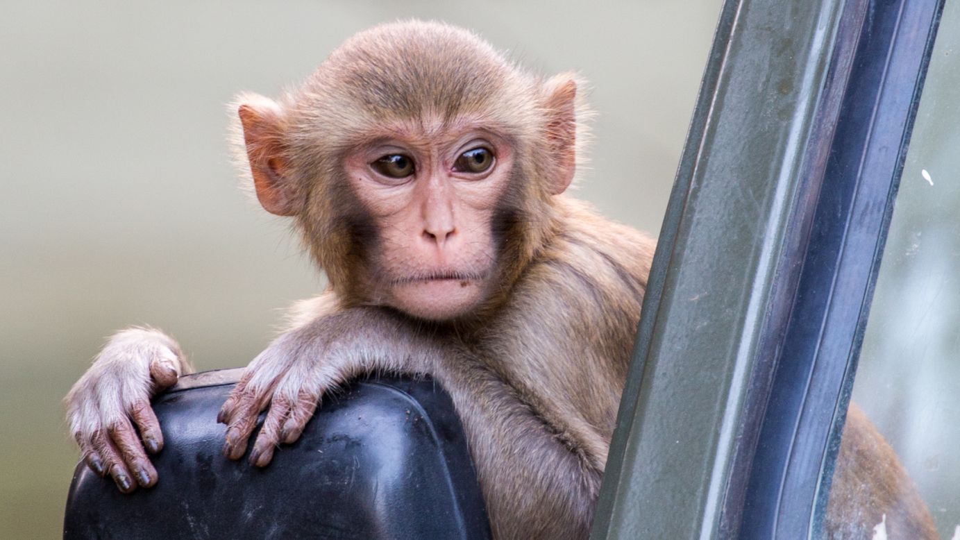 A young Rhesus macaque clings to the mirror of a vehicle headed out on a evening game drive.