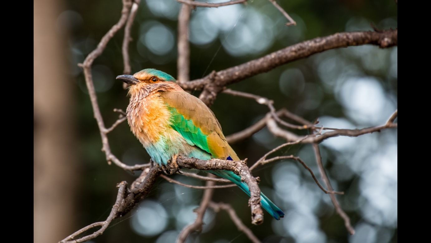 An Indian roller perches above the forest in Pench National Park.