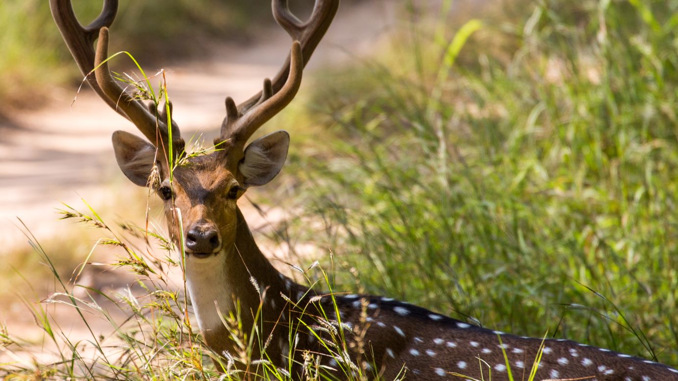 A spotted deer peeks out from behind the brush in Pench National Park.