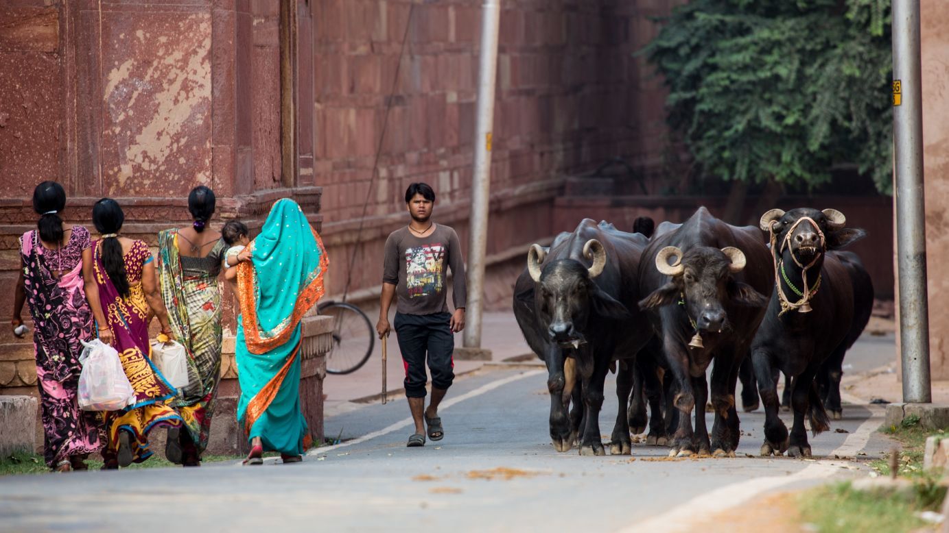 A man walks with his cattle near the entrance to the Taj Mahal.