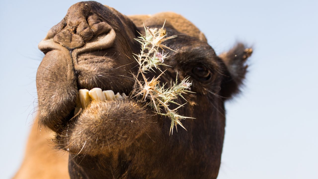 A camel enjoys a bite of shrubbery near Madaba, Jordan.