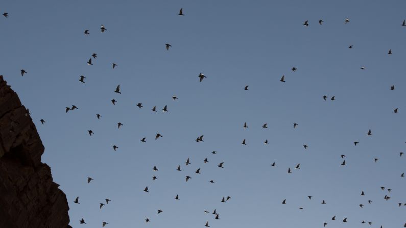 Hundreds of birds flock above the cliffs of Wadi Mujib near the Dead Sea in Jordan.