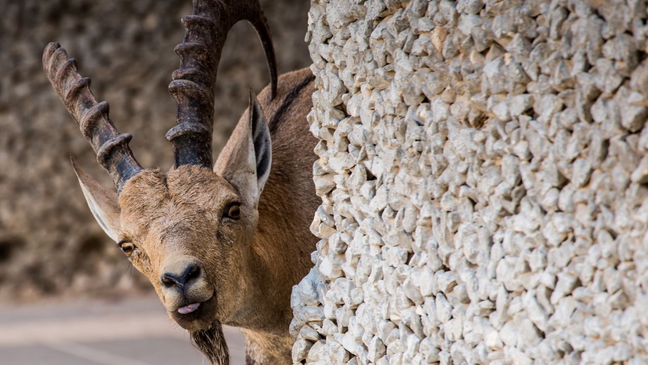 A wary ibex peeks around the corner, surveying the "Wonder List" crew, near Israel's Ein Fasha Nature Reserve.