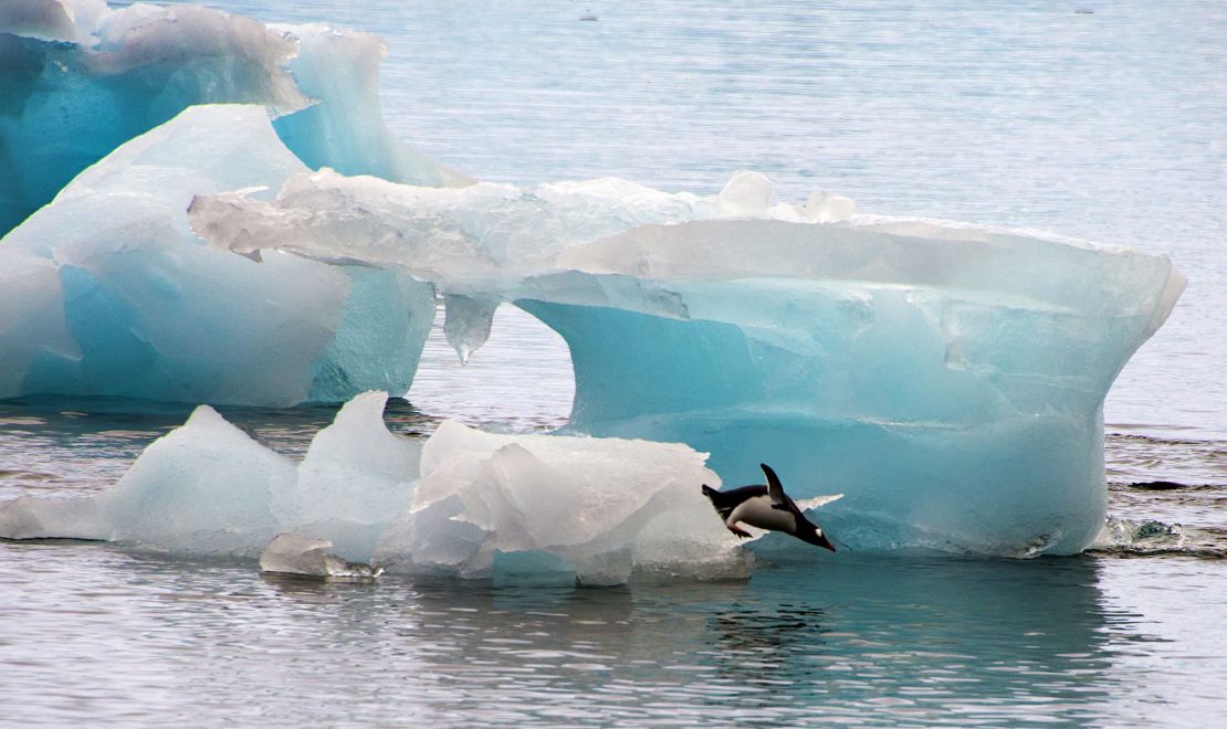 A penguin dives from an ice block in Antarctica in March 2014. 