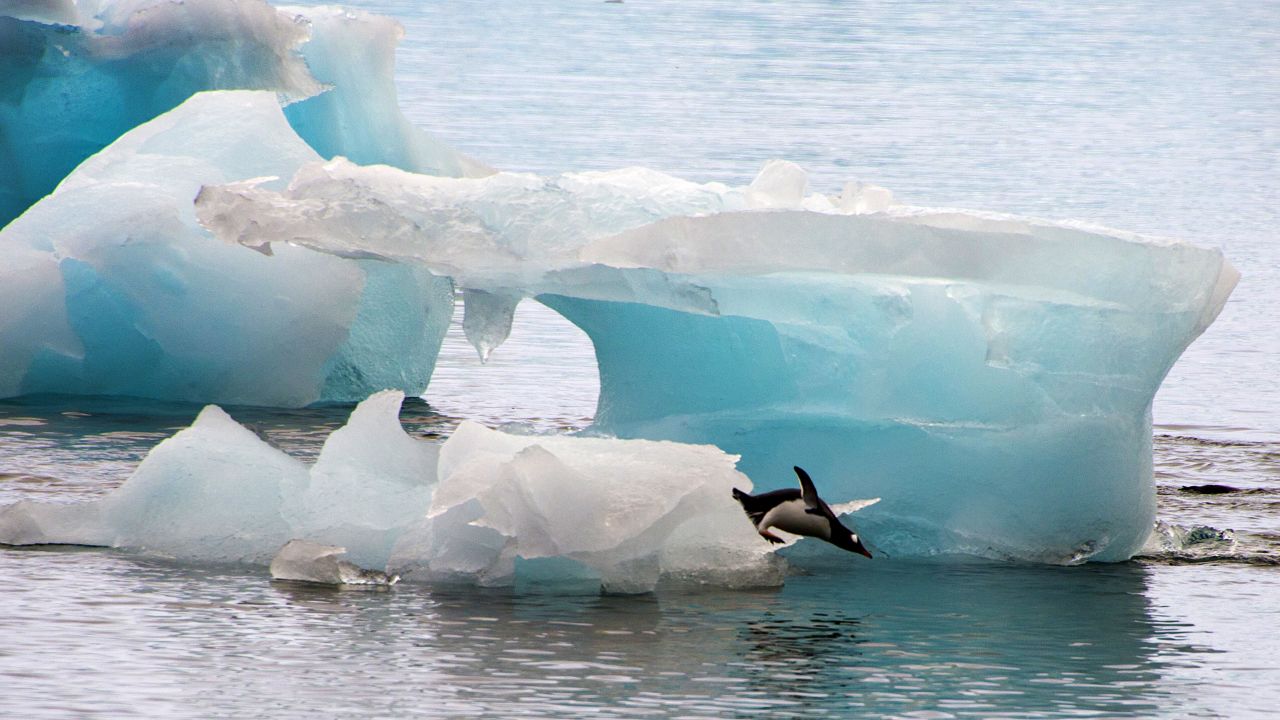 A penguin dives from an ice block in Antarctica in March 2014. 