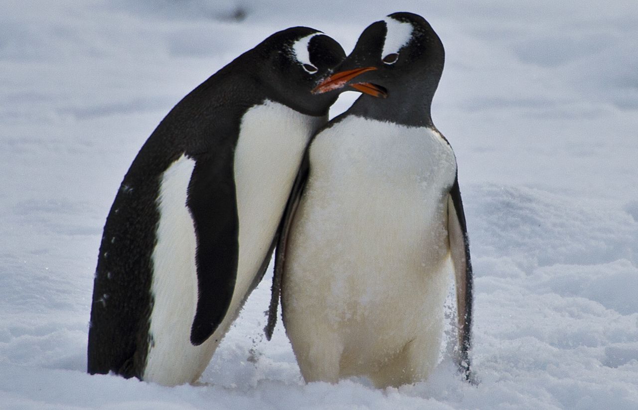 <a href="http://www.penguinwatch.org/" target="_blank" target="_blank">Penguin Watch</a> is a citizen science project that lets people analyze images of penguins taken at locations around Antarctica. The pictures are then processed by experts to help inform climate change policy in the region. Pictured, penguins in the King George island, Antarctica.