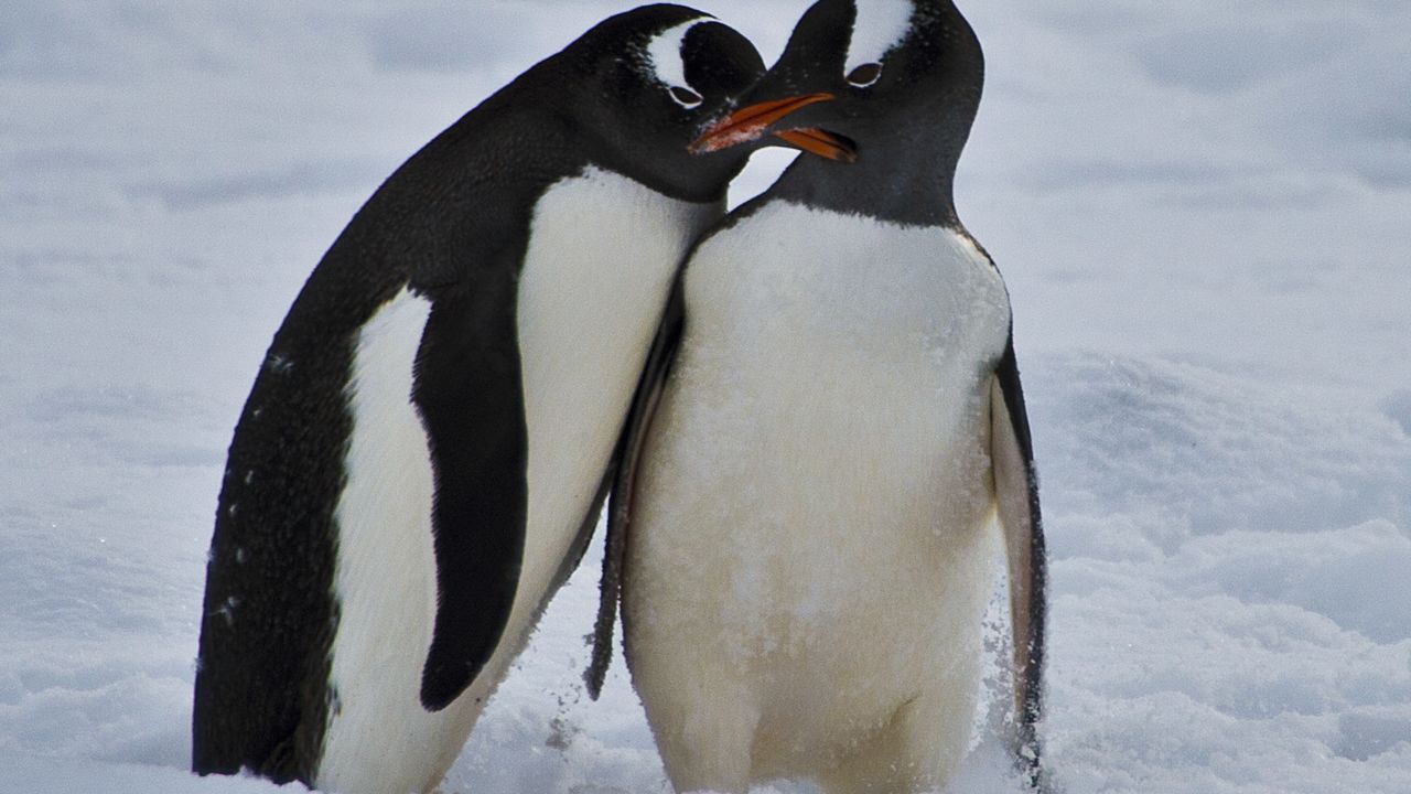 Penguins play before mating on King George island in Antarctica, in March 2014.