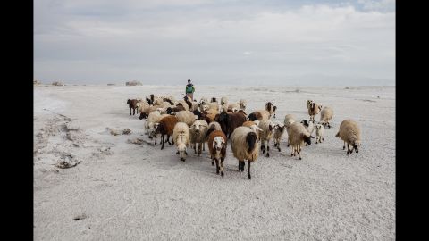 A herd of sheep walks at the lake.