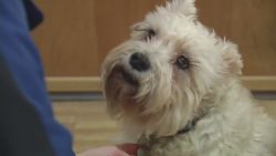 dnt cedar rapids iowa dog walks several blocks to find owner in hospital _00010917.jpg