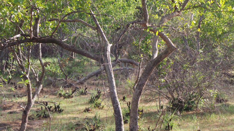 A lioness and her cubs lurk in the scrubby bush. The horses are naturally scared, but learn to control their fear. "The horses are so well-trained and so well disciplined that they don't react like a prey animal would, so the lions get quite confused," Kusseler says.