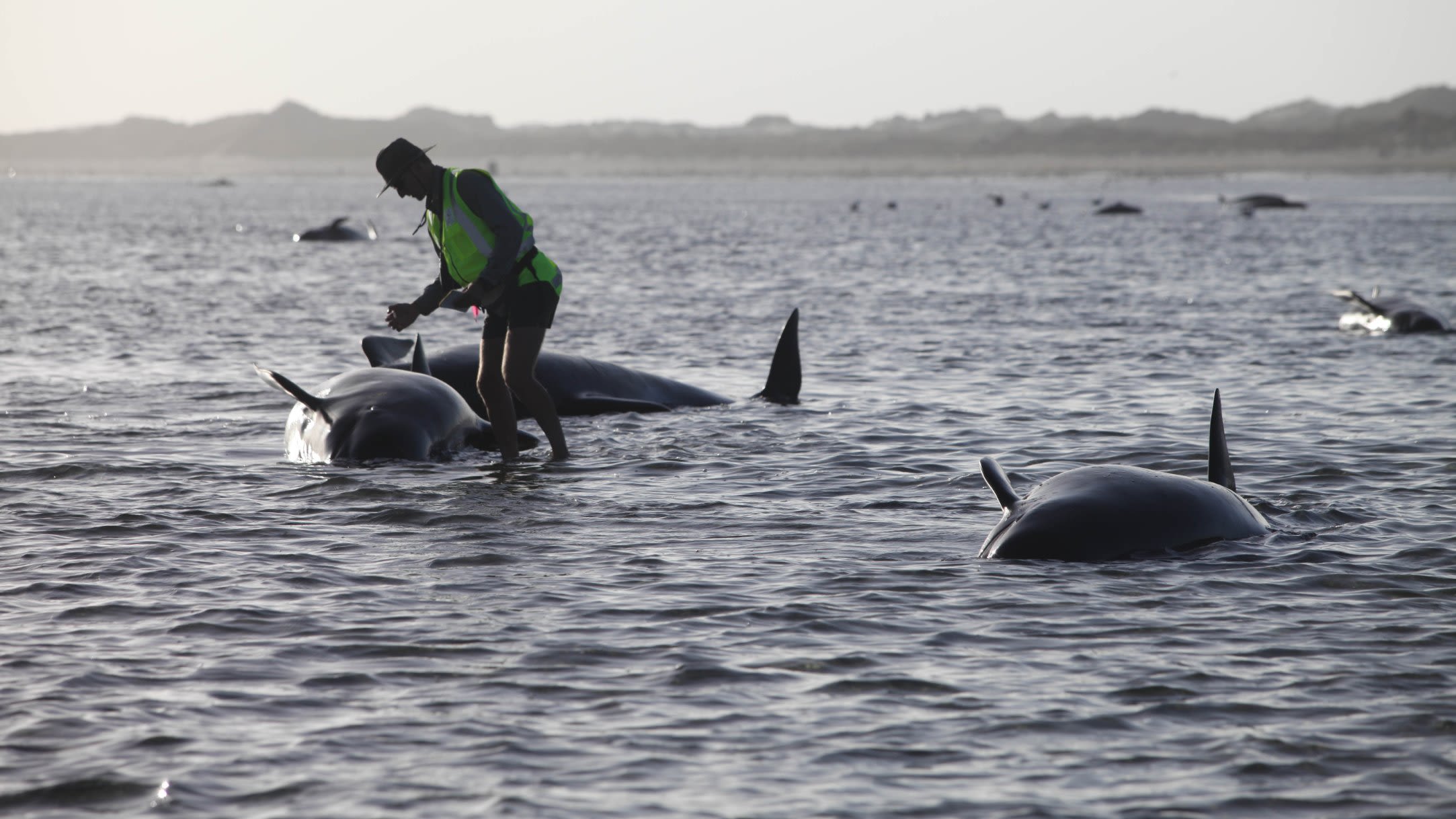 Race to save almost 50 pilot whales after same number die in mass stranding  on WA beach, Whales