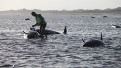 A Department of Conservation worker tends to a whale stranded on Farewell Spit, a famous spot for whale beachings, in Golden Bay, New Zealand on Friday, February 13.