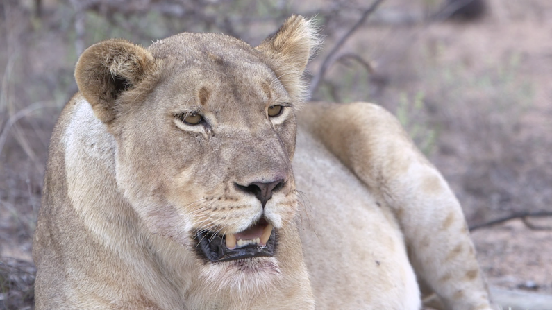 The "Big Five" game -- lions, elephants, buffalo, leopards, rhinoceros -- can all be seen on one of Kusseler's tours. The lions are a particular favorite with visitors but need to be approached with caution on horseback. "Trekking with horses is extremely dangerous because the horse fits the lions prey preference perfectly," Kusseler says.