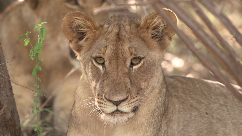 Lions and their cubs will sometimes stalk the horses but it's important that they hold their ground. "The horses see that the lions are approaching with intent but nothing happens, so the horse again learns to cope with its fear every time there is a positive outcome," Kusseler says.