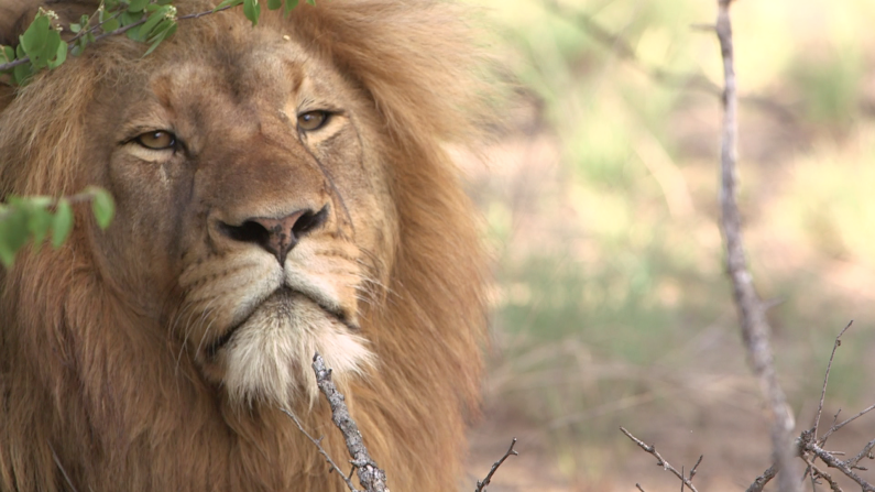 Getting into the saddle affords those brave enough with an up-close view of some of the world's fiercest animals. 