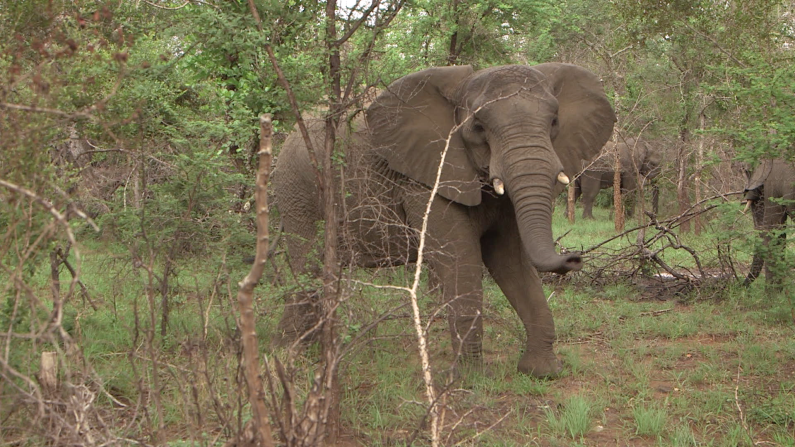 ... or catch up with elephants as they wander through the bush. 