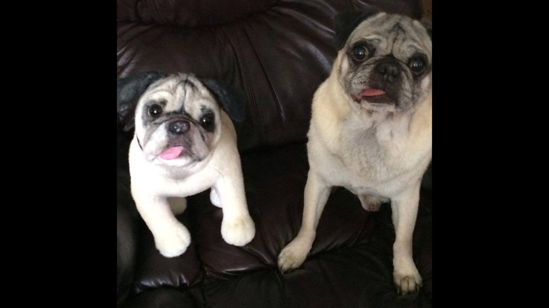 Pet owners can buy plush replicas of their beloved animals through Cuddle Clone. Here, Talia Howard's pug Bongo poses with his doppelganger. 