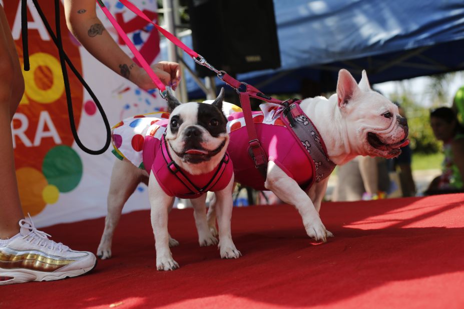Gucci, left, and Victoria are dressed up for a dog parade in Rio de Janeiro on February 14. 