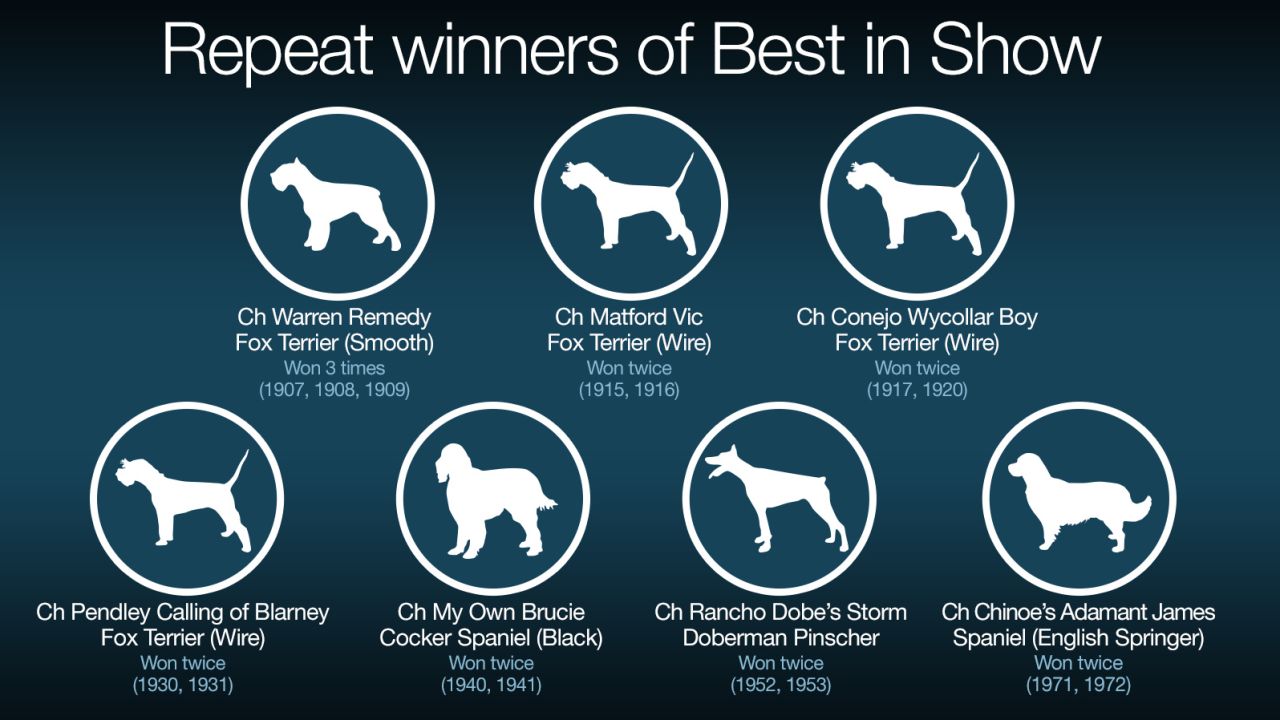 westminster dog show repeat winners