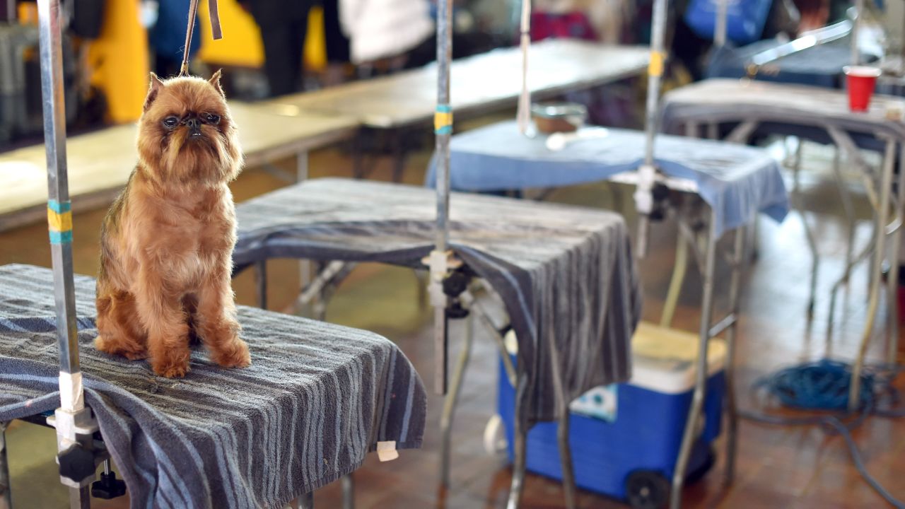 A Brussels Griffon waits in the benching area on February 16.