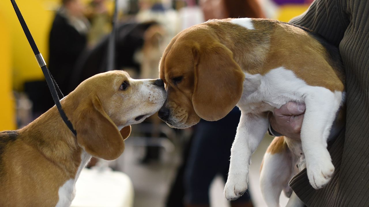 Beagles greet each other on February 16.