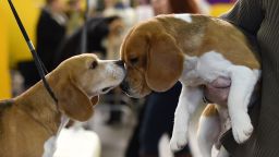 Beagles in the benching area at Pier 92 and 94 in New York City on the first day of competition at the 139th Annual Westminster Kennel Club Dog Show February 16, 2015. The Westminster Kennel Club Dog Show is a two-day, all-breed benched show that takes place at both Pier 92 & 94 and at Madison Square Garden in New York City.    AFP PHOTO /  TIMOTHY  A. CLARY        (Photo credit should read TIMOTHY A. CLARY/AFP/Getty Images)