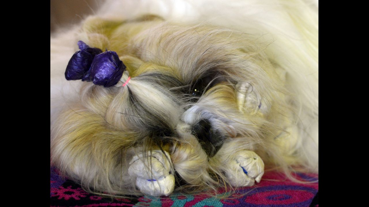 A dog gets groomed on February 16.
