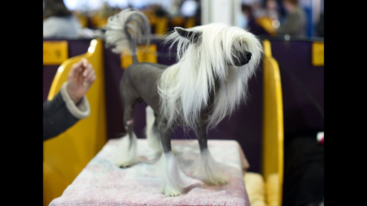 A Chinese Crested stands in the benching area on February 16.
