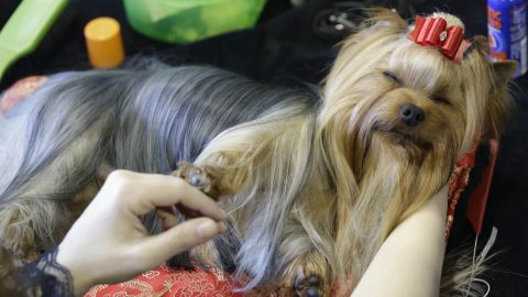 A Yorkshire terrier named Massimo relaxes on his grooming table on February 16.