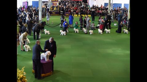 A bichon frise is judged on February 16.