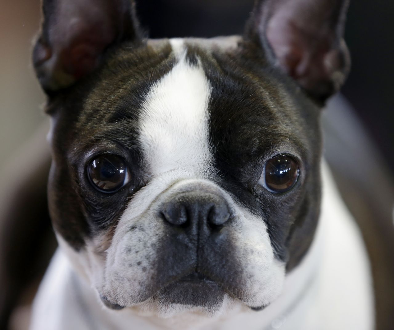 A Boston terrier named Mango relaxes during the show on February 16.