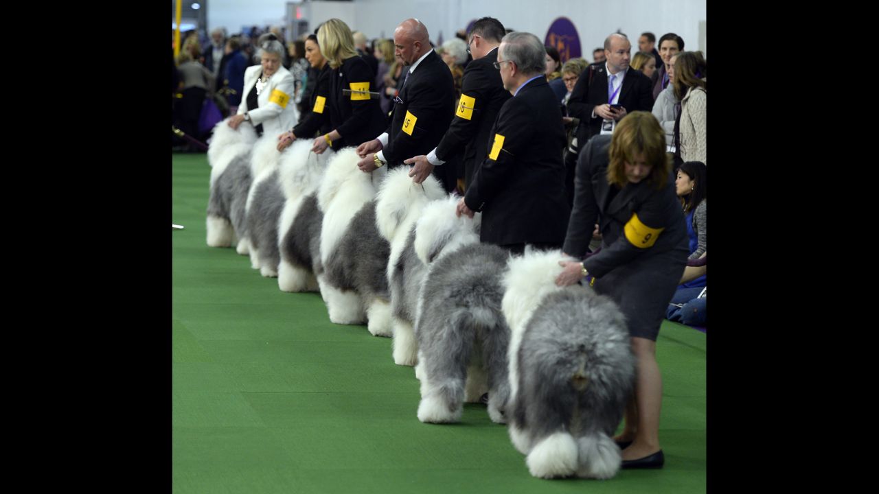 Old English sheepdogs line up in the judging area on February 16.