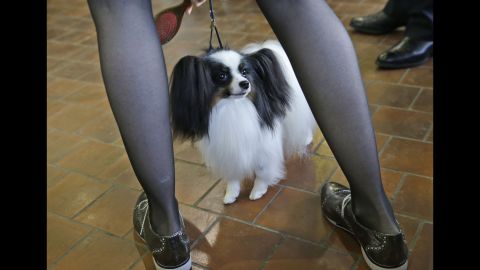 A papillon named Uno is groomed before entering the ring on February 16.