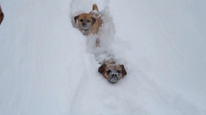 ireport dogs race through snow 3