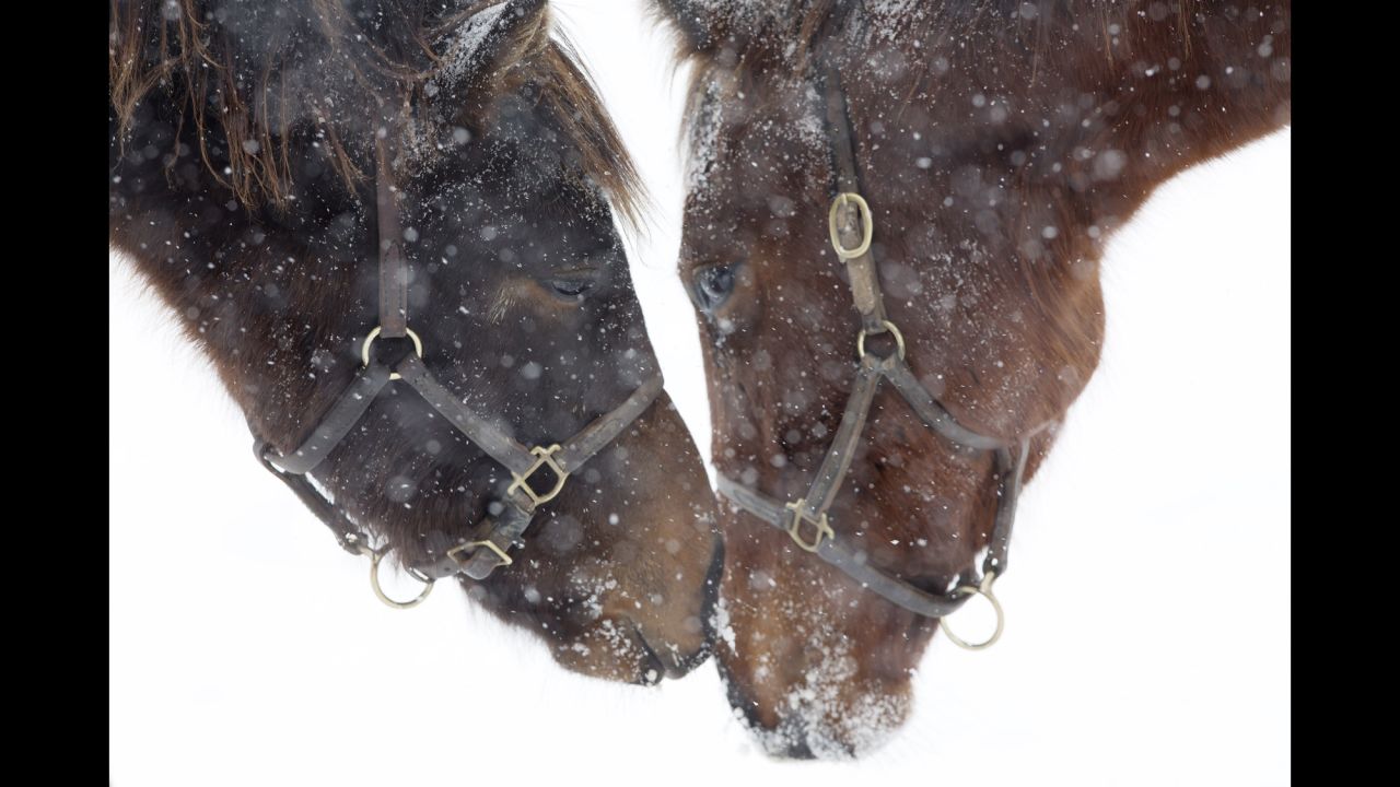 Horses nuzzle in the cold and falling snow in Paris, Kentucky, on February 16.