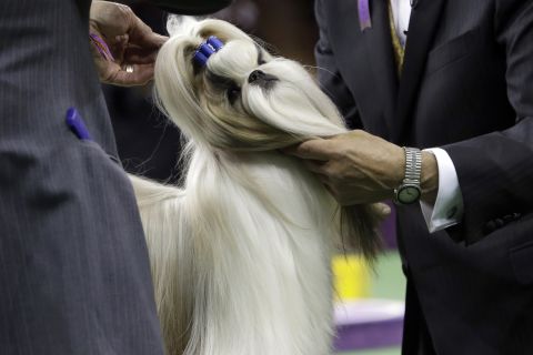 Rocket, a Shih Tzu <a href="http://www.cnn.com/2015/02/17/living/feat-patty-hearst-rocket-westminster-dog-show/index.html" target="_blank">co-owned by heiress Patty Hearst,</a> gets inspected by a judge Monday, February 16, during the toy group competition she won at the Westminster Kennel Club Dog Show. The annual event is taking place in New York.