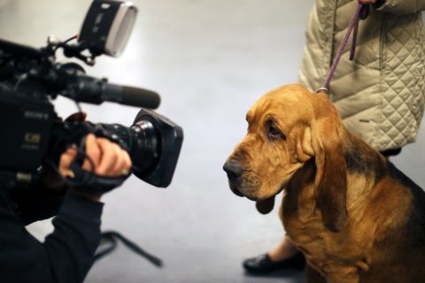 A cameraman films a bloodhound named Nathan on February 16.