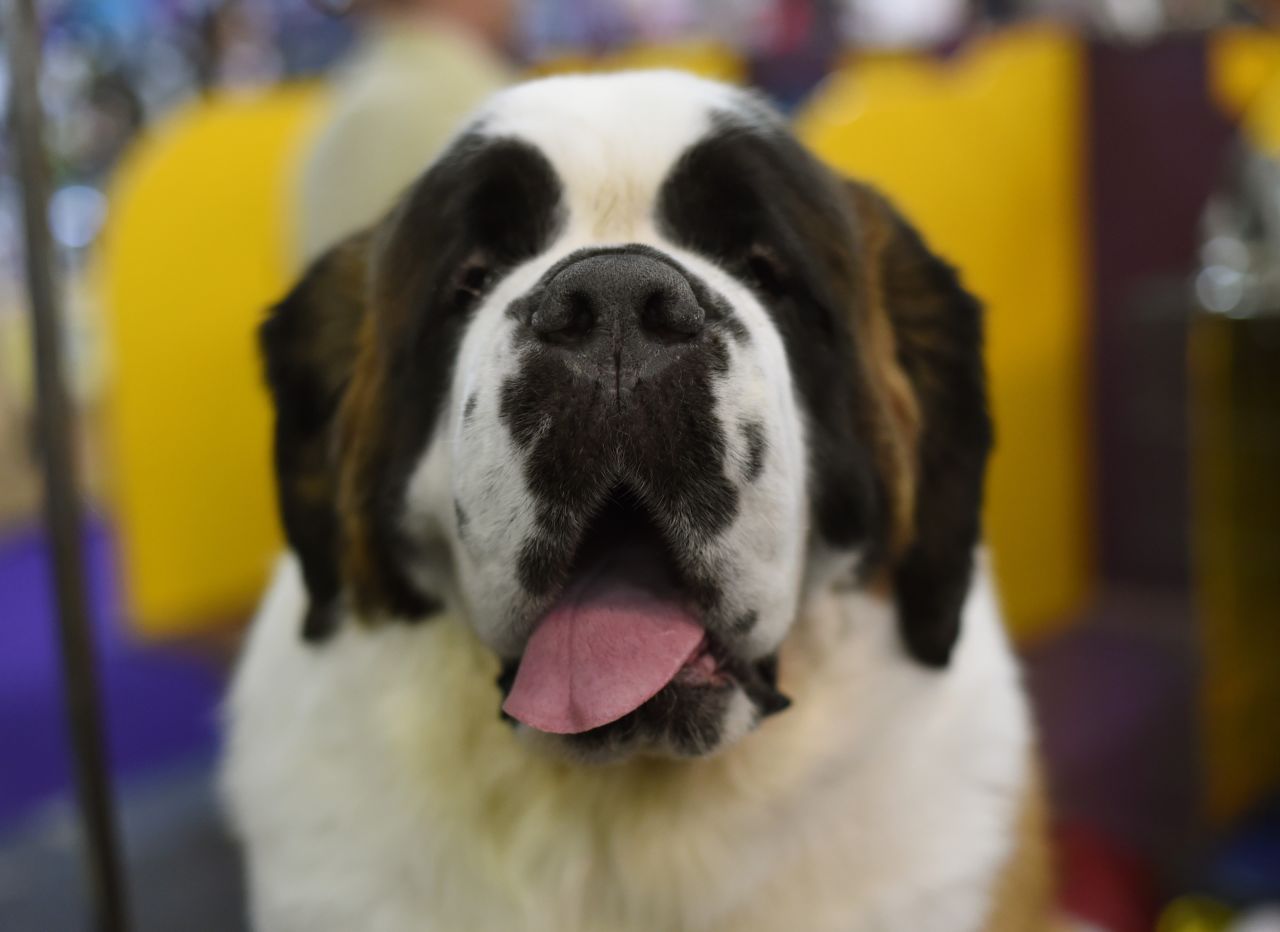 A St. Bernard poses in the benching area on Tuesday, February 17.