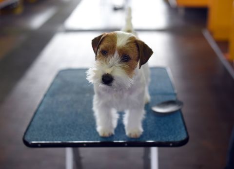 A Jack Russell terrier on February 17.