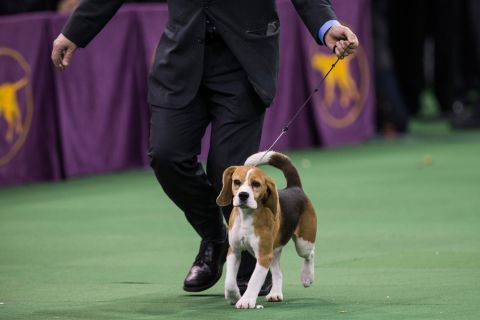 Miss P is shown right before she was named best in show on February 27. 
