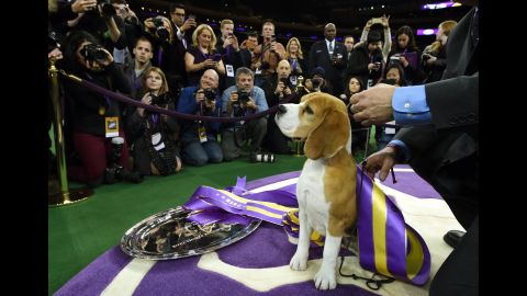 Miss P, a 15-inch beagle, poses for cameras with handler William Alexander after winning best in show at the 139th annual Westminster Kennel Club Dog Show at Madison Square Garden in New York on Tuesday, February 17.
