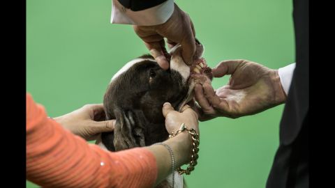 An English springer spaniel is evaluated during the sporting group round on February 17.