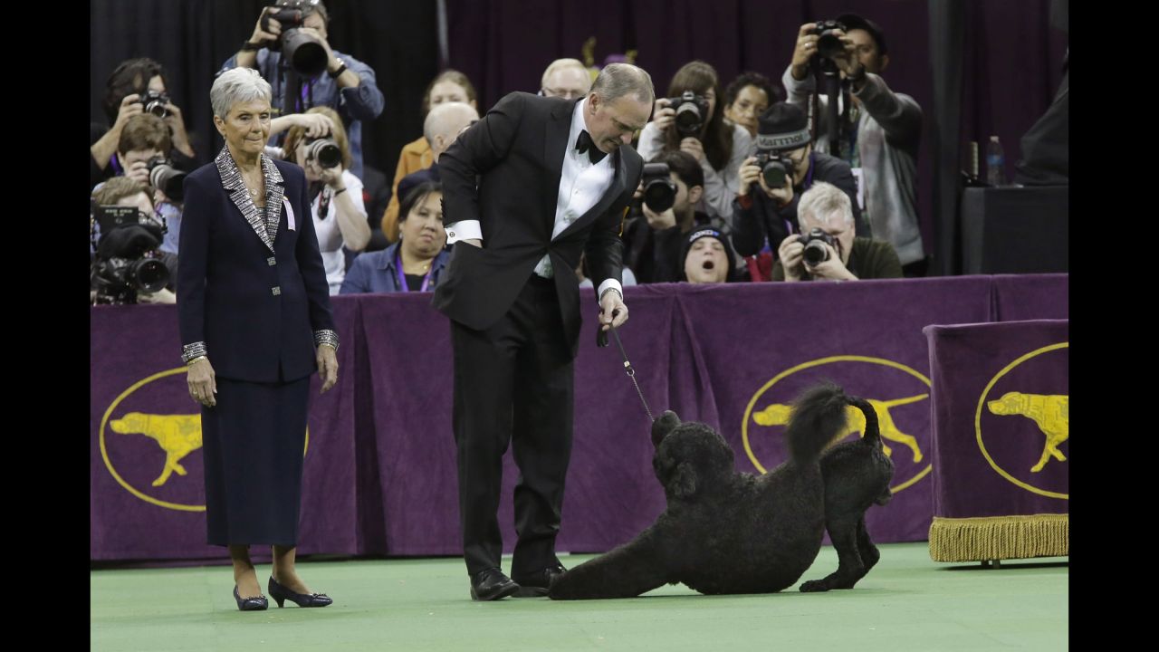 Matisse, a Portuguese water dog, is shown during the working group round on February 17.
