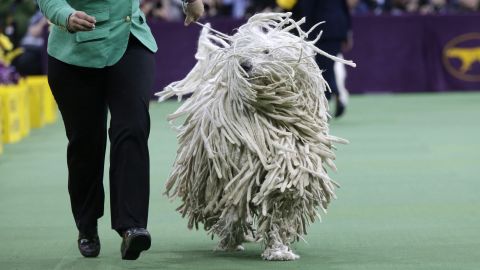 A komondor is shown during the working group round on February 17.