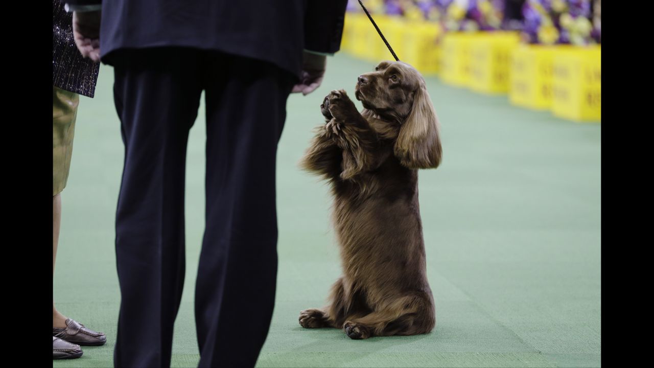 A Sussex spaniel competes in the sporting group round on February 17.