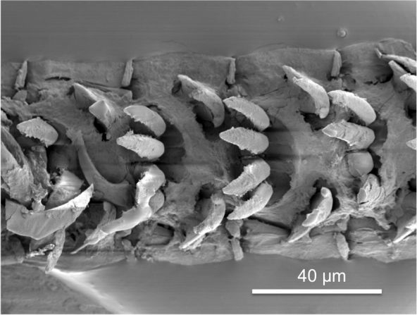 An overview of the teeth, which maintain their strength regardless of their size, said Professor Asa Barber from the University of Portsmouth who led the study.