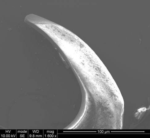 A close up of a Limpet tooth.
