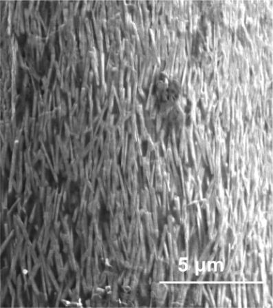 El mineral conocido como goethita se aprecia aquí, y el mismo se forma en la lapa a medida que crece y le permite moverse sobre superficies rocosas y alimentarse de algas mientras la marea es alta.